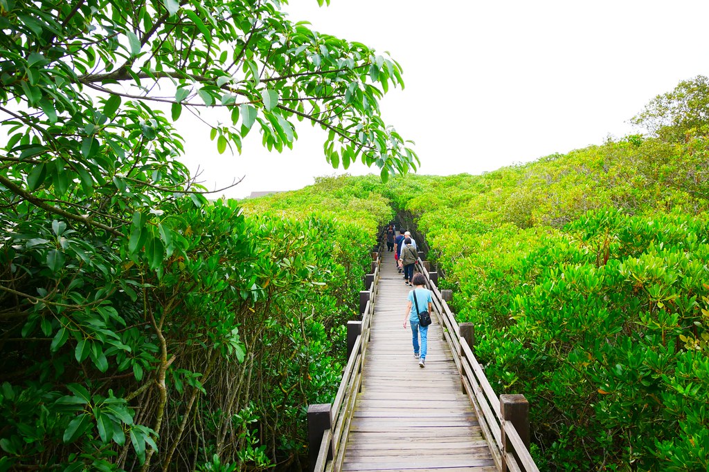 【新竹新豐】新豐紅樹林綠色步道：兼具休閒與觀光的生態保護區，走在被大自然包圍的綠色小隧道 @飛天璇的口袋