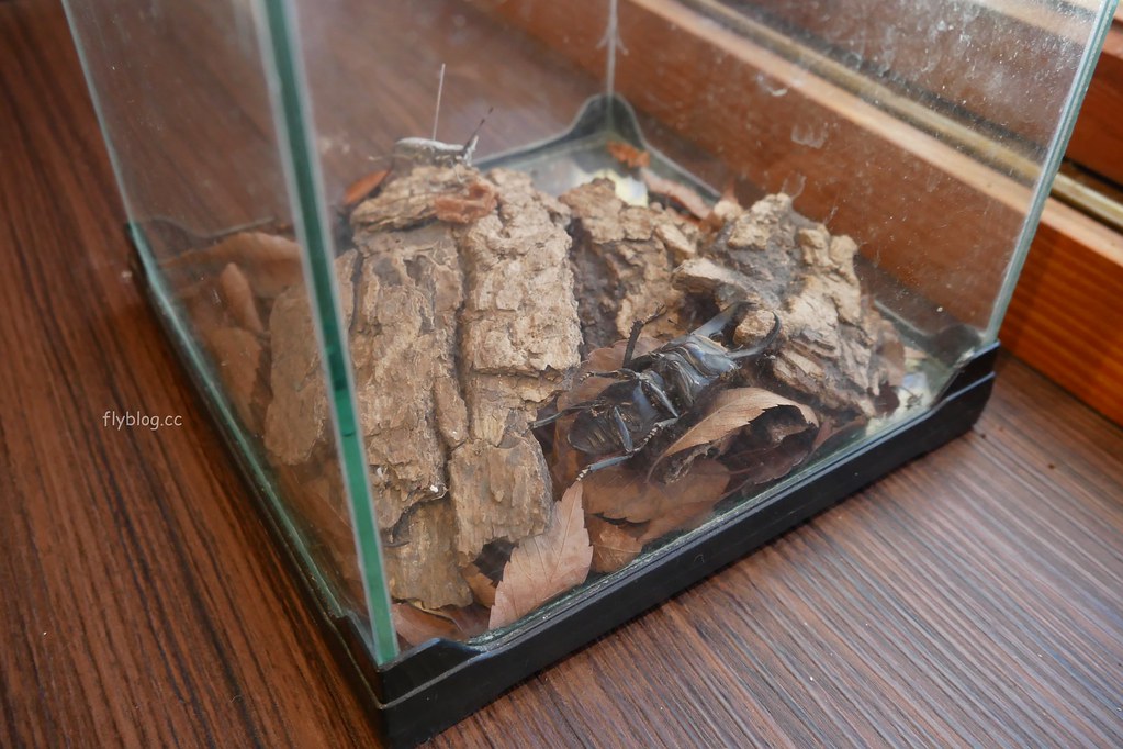 台中清水｜海灣繪本館：走進充滿童趣的海洋世界，老宅改建賦予新生命，館內不定期舉辦活動 @飛天璇的口袋