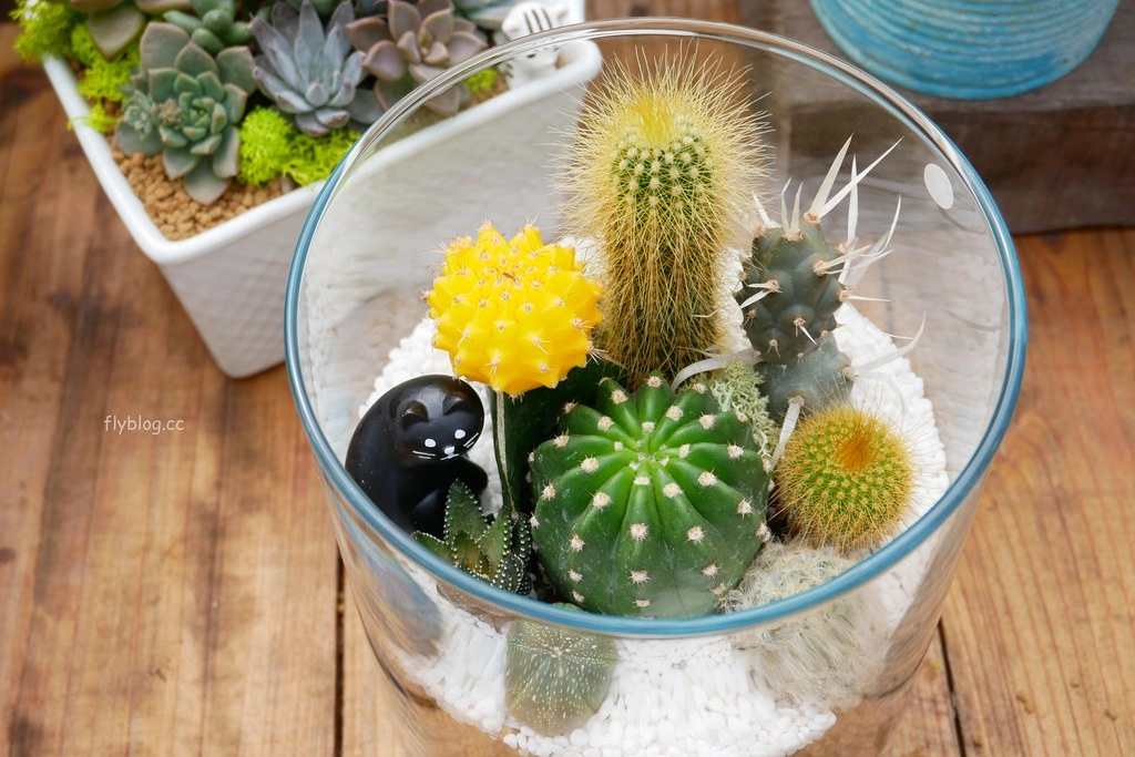 綠果庭院｜田尾多肉植物控的天堂，彰化田尾IG熱門打卡景點 @飛天璇的口袋