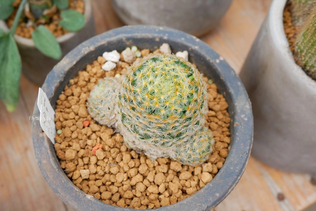 綠果庭院｜田尾多肉植物控的天堂，彰化田尾IG熱門打卡景點 @飛天璇的口袋