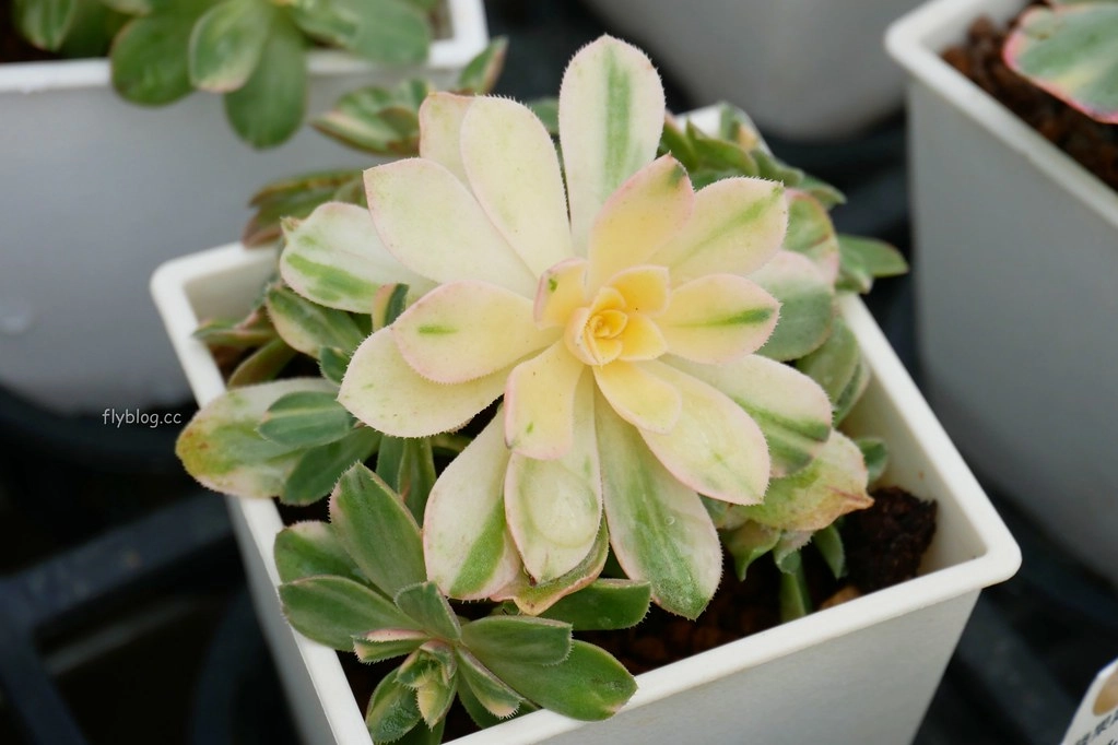 綠果庭院｜田尾多肉植物控的天堂，彰化田尾IG熱門打卡景點 @飛天璇的口袋