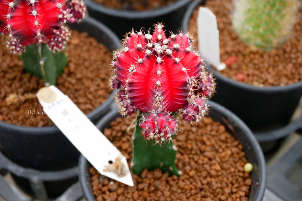 綠果庭院｜田尾多肉植物控的天堂，彰化田尾IG熱門打卡景點 @飛天璇的口袋