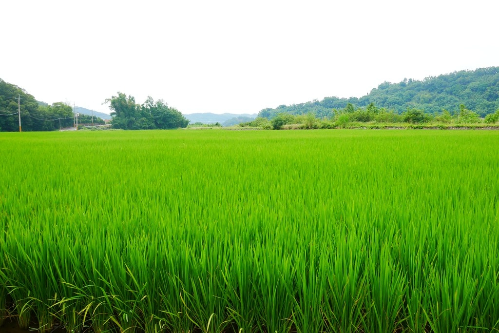 黃金一路金城武樹┃苗栗旅遊：苗栗西湖也有傳說中的伯朗大道，沿著環鄉小徑遇見金城武樹 @飛天璇的口袋