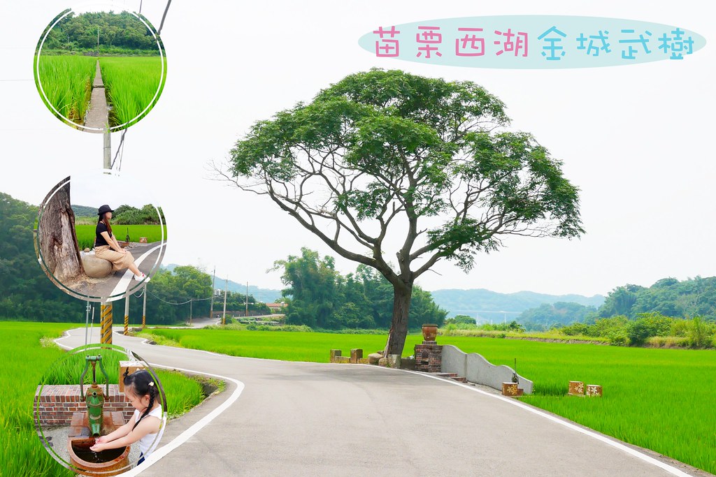 黃金一路金城武樹┃苗栗旅遊：苗栗西湖也有傳說中的伯朗大道，沿著環鄉小徑遇見金城武樹 @飛天璇的口袋