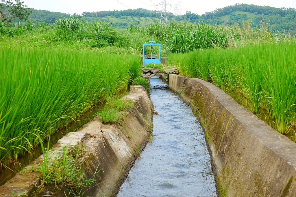 黃金一路金城武樹┃苗栗旅遊：苗栗西湖也有傳說中的伯朗大道，沿著環鄉小徑遇見金城武樹 @飛天璇的口袋