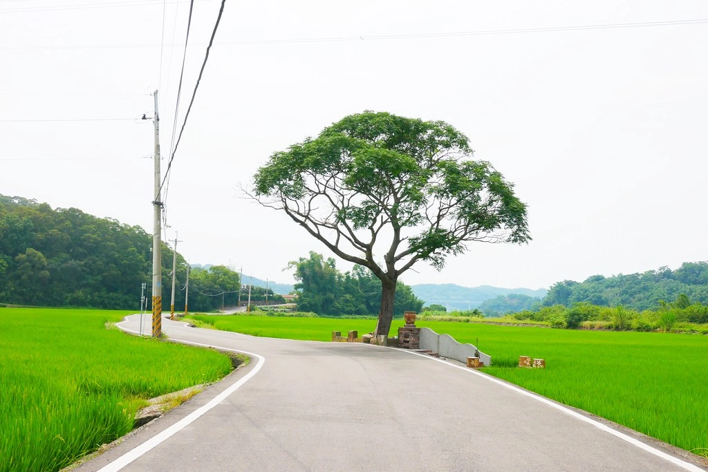 黃金一路金城武樹┃苗栗旅遊：苗栗西湖也有傳說中的伯朗大道，沿著環鄉小徑遇見金城武樹 @飛天璇的口袋