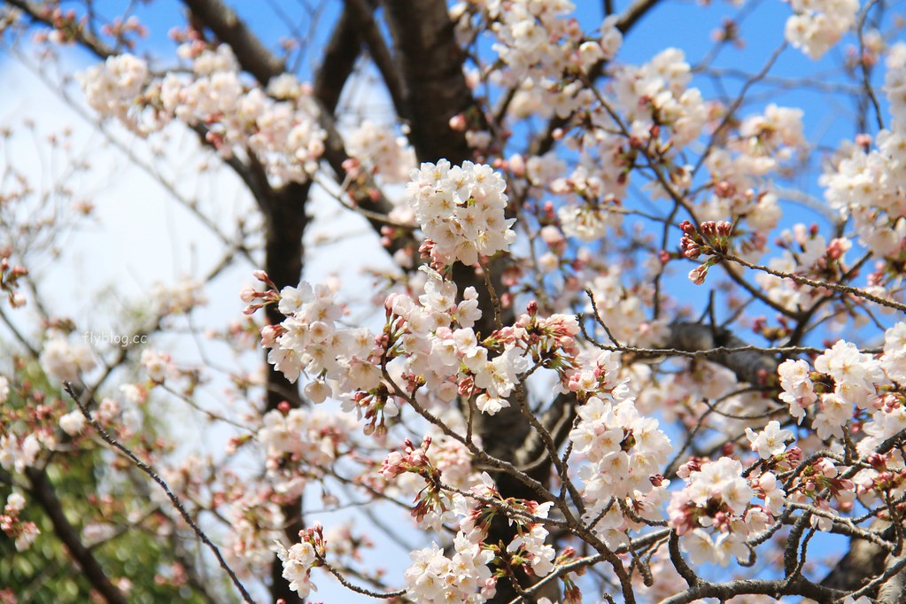 日本兵庫｜姬路城，日本第一大名城，雪白外觀又稱白鷺城(含交通方式、美食推薦、拍照地點) @飛天璇的口袋