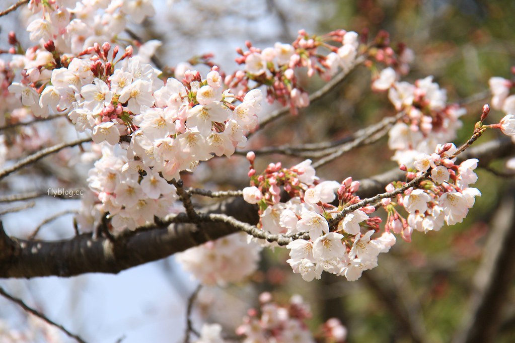 日本兵庫｜姬路城，日本第一大名城，雪白外觀又稱白鷺城(含交通方式、美食推薦、拍照地點) @飛天璇的口袋