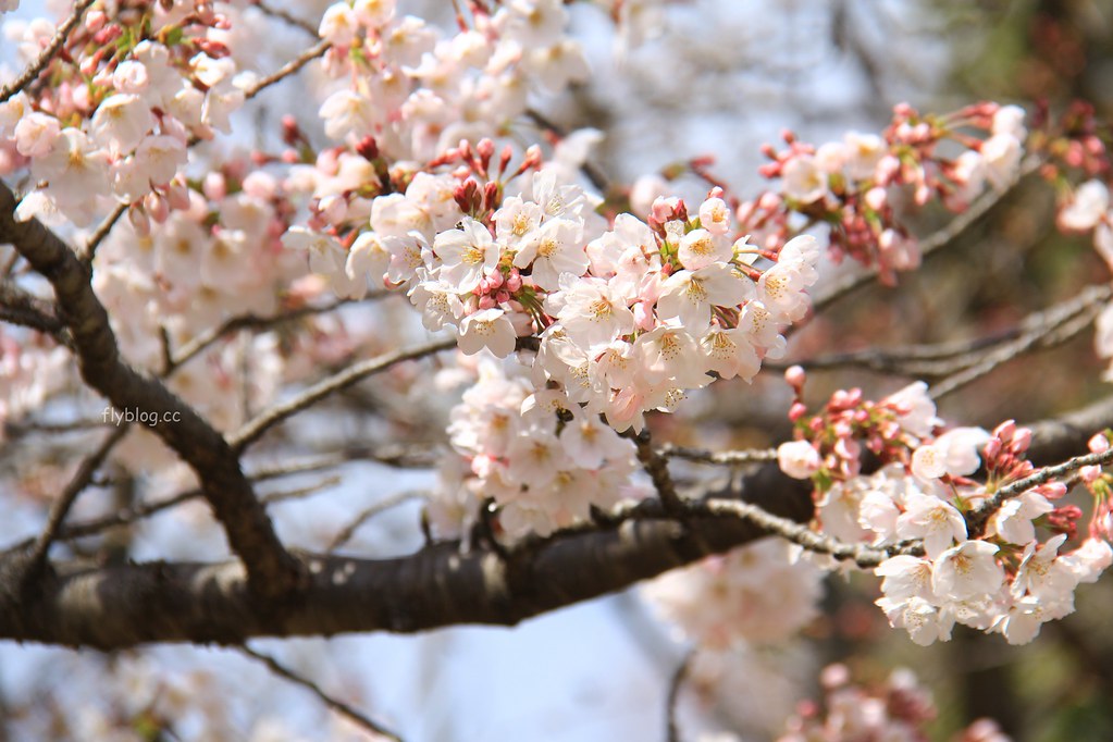 日本兵庫｜姬路城，日本第一大名城，雪白外觀又稱白鷺城(含交通方式、美食推薦、拍照地點) @飛天璇的口袋