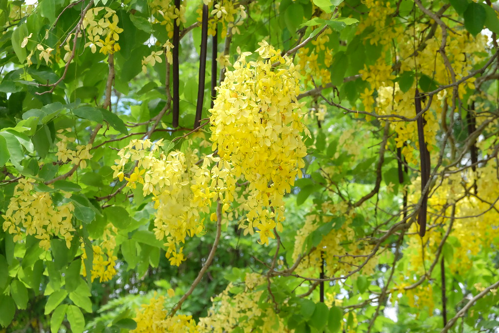 嘉義2天1夜｜帶著小孩玩「嘉義2天1夜輕旅行」！嘉義旅遊景點 、嘉義小吃美食、嘉義飯店住宿、嘉義伴手禮推薦 @飛天璇的口袋