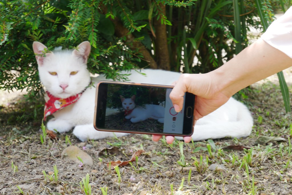 新北瑞芳｜猴硐貓村一日遊，CNN推薦全球六大賞貓景點，漫步可愛的貓咪小鎮 @飛天璇的口袋