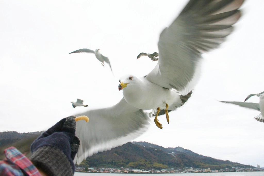 日本京都｜天橋立一日遊．日本三景之一，天橋立交通方式、旅遊景點、餐廳美食、住宿推薦 @飛天璇的口袋