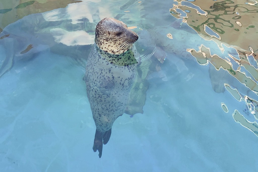 日本秋田｜男鹿半島一日遊．騎自行車挑戰24K – 哥吉拉岩 – 男鹿海鮮市場 – 男鹿半島Sea Bird觀光船 – 男鹿水族館GAO – なまはげオートキャンプ場 @飛天璇的口袋