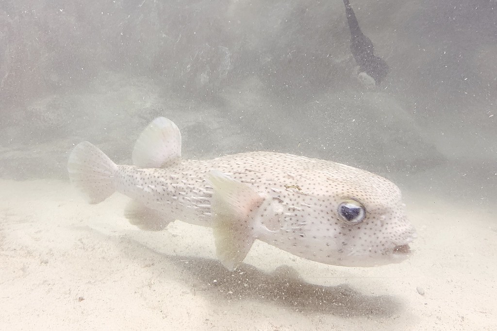 日本秋田｜男鹿半島一日遊．騎自行車挑戰24K – 哥吉拉岩 – 男鹿海鮮市場 – 男鹿半島Sea Bird觀光船 – 男鹿水族館GAO – なまはげオートキャンプ場 @飛天璇的口袋