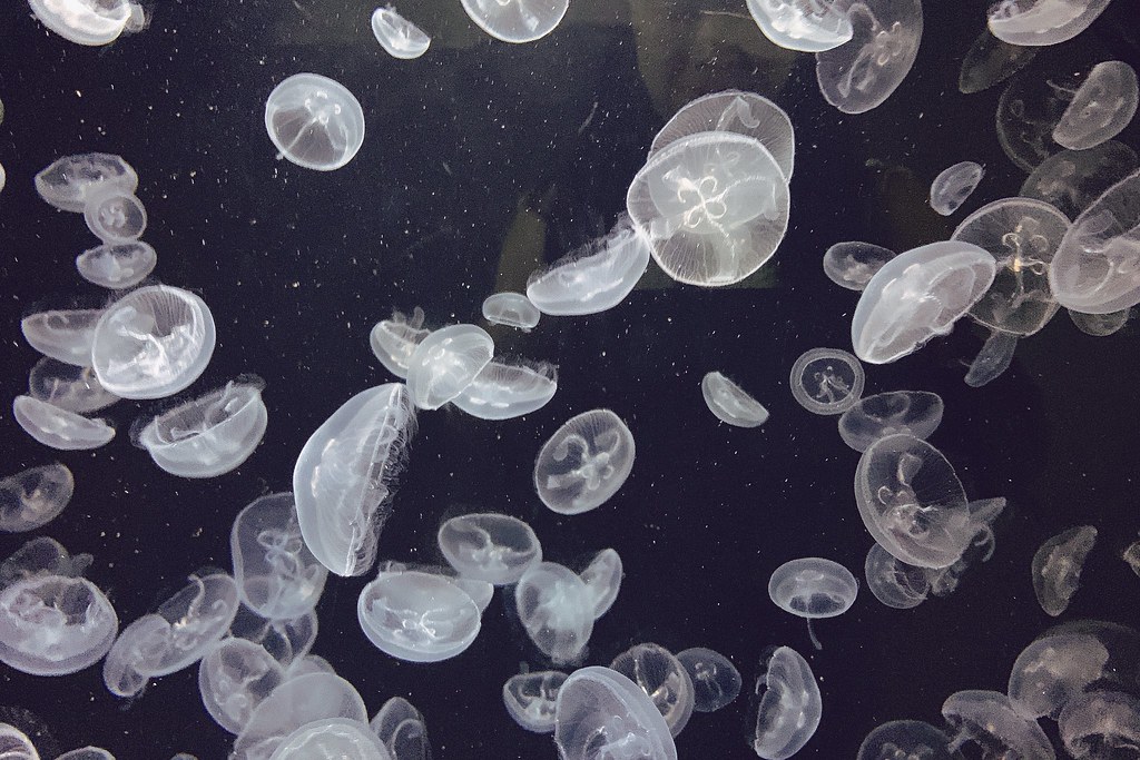 日本秋田｜男鹿半島一日遊．騎自行車挑戰24K – 哥吉拉岩 – 男鹿海鮮市場 – 男鹿半島Sea Bird觀光船 – 男鹿水族館GAO – なまはげオートキャンプ場 @飛天璇的口袋