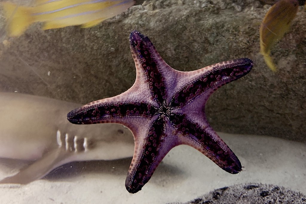 日本秋田｜男鹿半島一日遊．騎自行車挑戰24K – 哥吉拉岩 – 男鹿海鮮市場 – 男鹿半島Sea Bird觀光船 – 男鹿水族館GAO – なまはげオートキャンプ場 @飛天璇的口袋