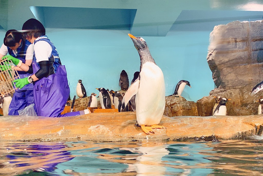 日本秋田｜男鹿半島一日遊．騎自行車挑戰24K – 哥吉拉岩 – 男鹿海鮮市場 – 男鹿半島Sea Bird觀光船 – 男鹿水族館GAO – なまはげオートキャンプ場 @飛天璇的口袋