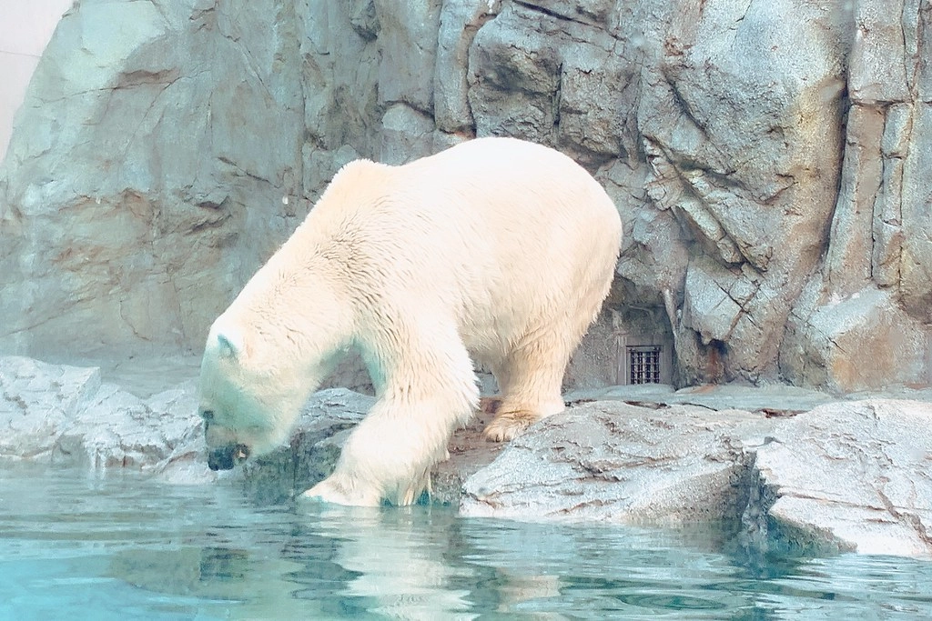 日本秋田｜男鹿半島一日遊．騎自行車挑戰24K – 哥吉拉岩 – 男鹿海鮮市場 – 男鹿半島Sea Bird觀光船 – 男鹿水族館GAO – なまはげオートキャンプ場 @飛天璇的口袋