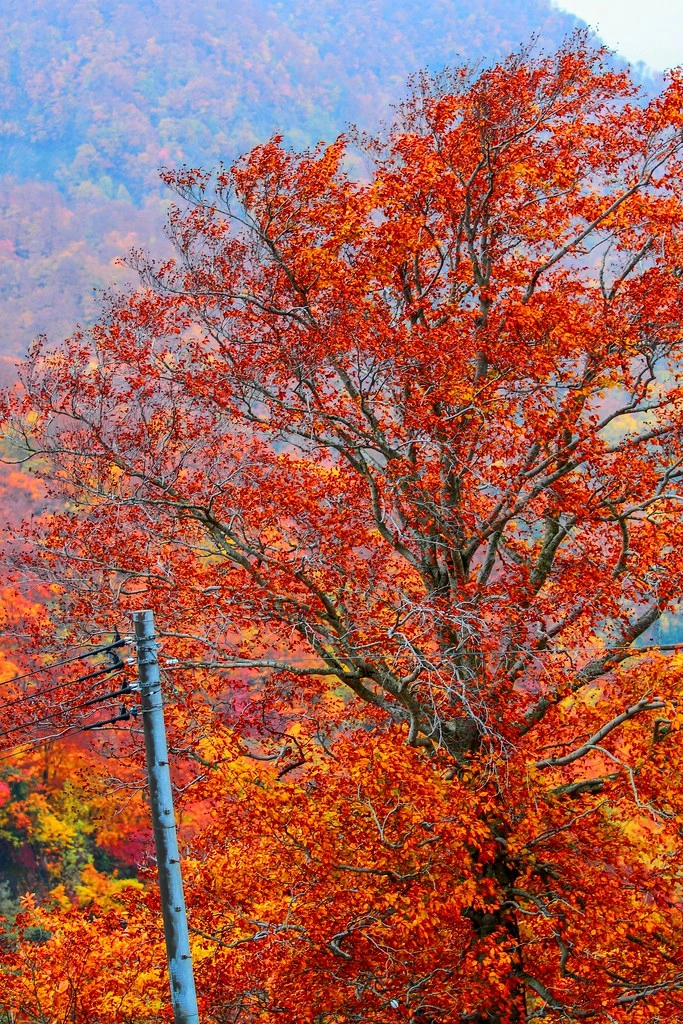 日本秋田｜十和田湖 発荷峠展望台．秋田十和田湖的最佳觀景台，一年四季有不同的美景 @飛天璇的口袋