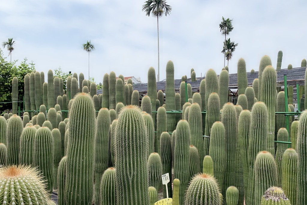 田尾農村仙人掌園｜巨型仙人掌IG打卡熱門景點，50年大鳳龍營造可愛的沙漠風情 @飛天璇的口袋