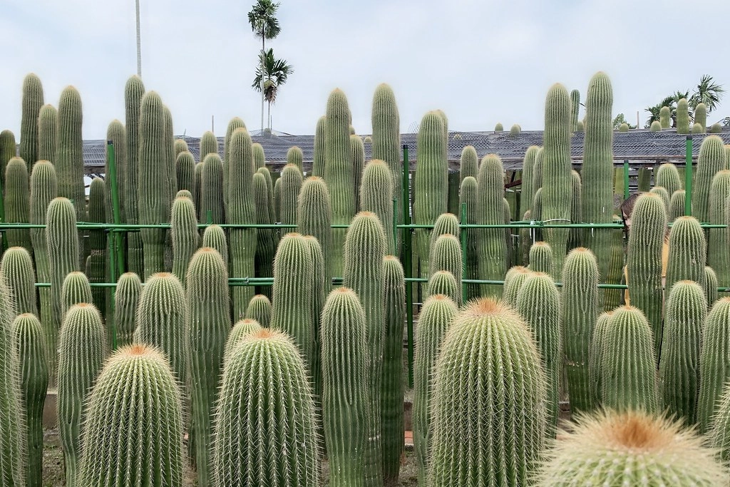 田尾農村仙人掌園｜巨型仙人掌IG打卡熱門景點，50年大鳳龍營造可愛的沙漠風情 @飛天璇的口袋