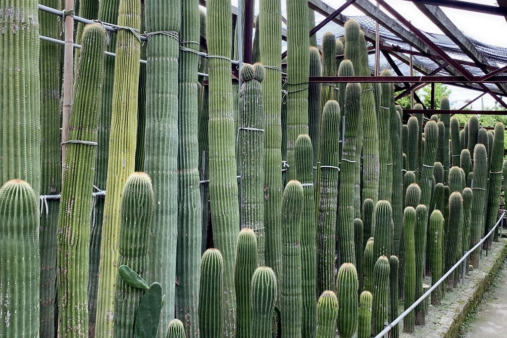 田尾農村仙人掌園｜巨型仙人掌IG打卡熱門景點，50年大鳳龍營造可愛的沙漠風情 @飛天璇的口袋
