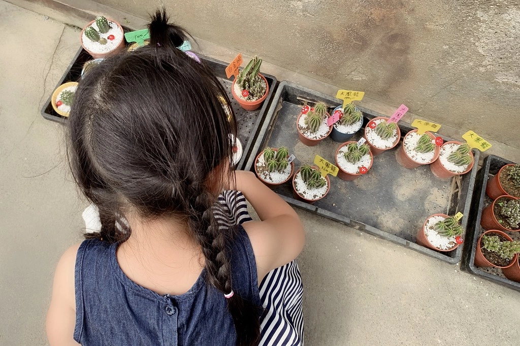 田尾農村仙人掌園｜巨型仙人掌IG打卡熱門景點，50年大鳳龍營造可愛的沙漠風情 @飛天璇的口袋
