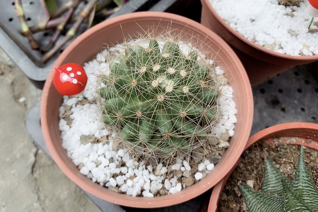 田尾農村仙人掌園｜巨型仙人掌IG打卡熱門景點，50年大鳳龍營造可愛的沙漠風情 @飛天璇的口袋