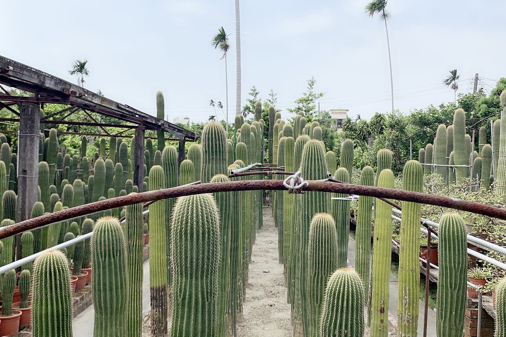田尾農村仙人掌園｜巨型仙人掌IG打卡熱門景點，50年大鳳龍營造可愛的沙漠風情 @飛天璇的口袋