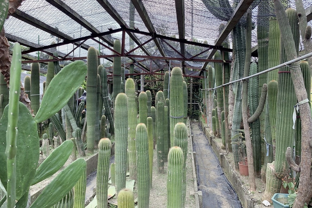 田尾農村仙人掌園｜巨型仙人掌IG打卡熱門景點，50年大鳳龍營造可愛的沙漠風情 @飛天璇的口袋