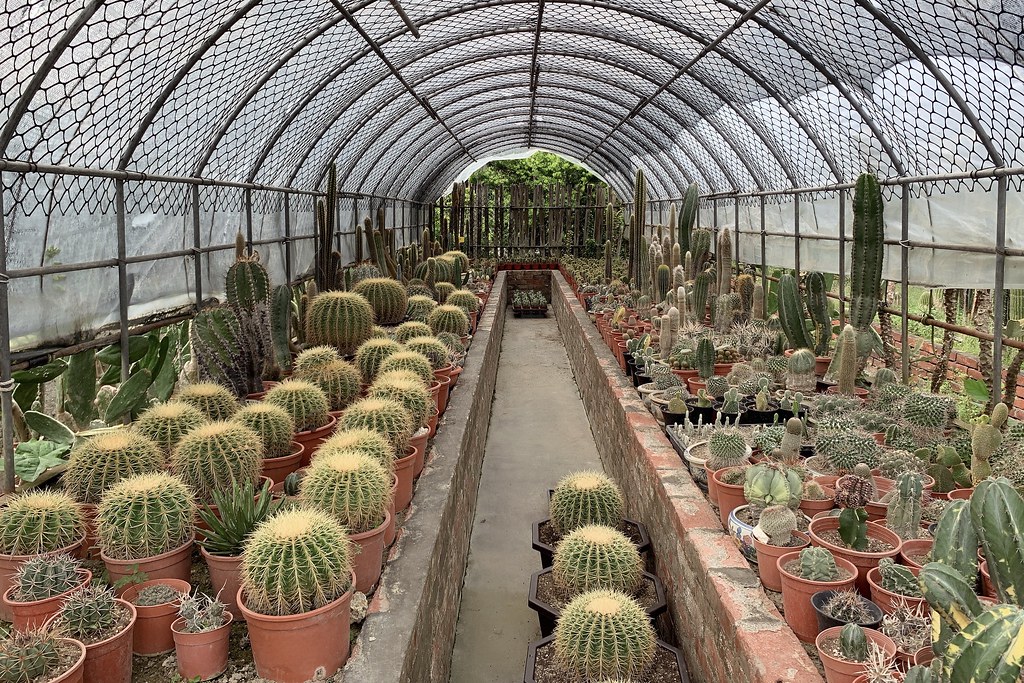 田尾農村仙人掌園｜巨型仙人掌IG打卡熱門景點，50年大鳳龍營造可愛的沙漠風情 @飛天璇的口袋