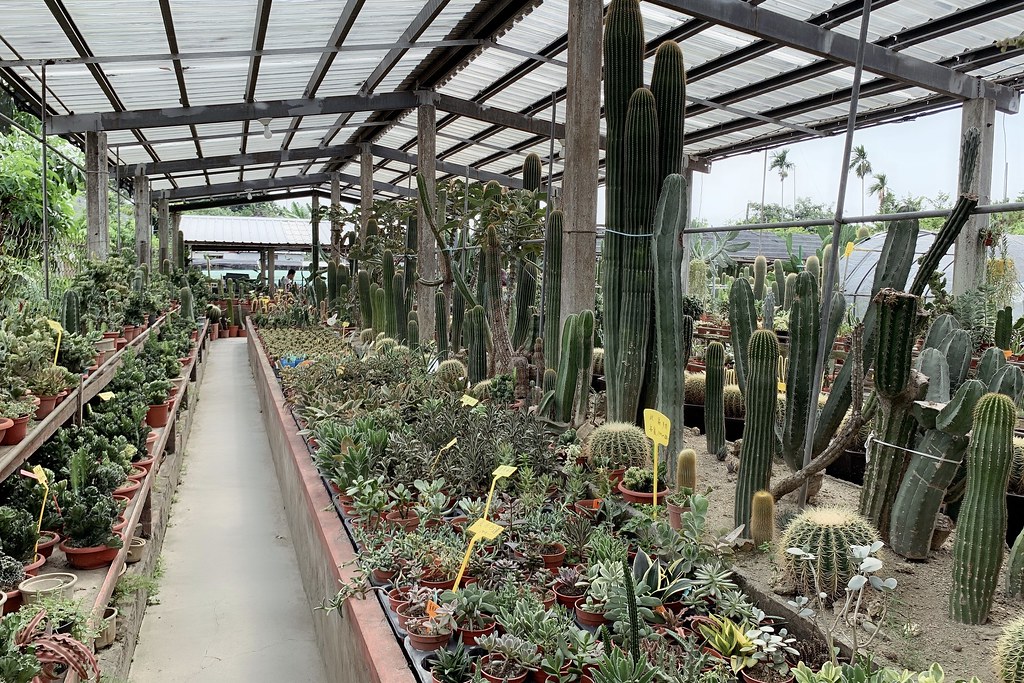 田尾農村仙人掌園｜巨型仙人掌IG打卡熱門景點，50年大鳳龍營造可愛的沙漠風情 @飛天璇的口袋