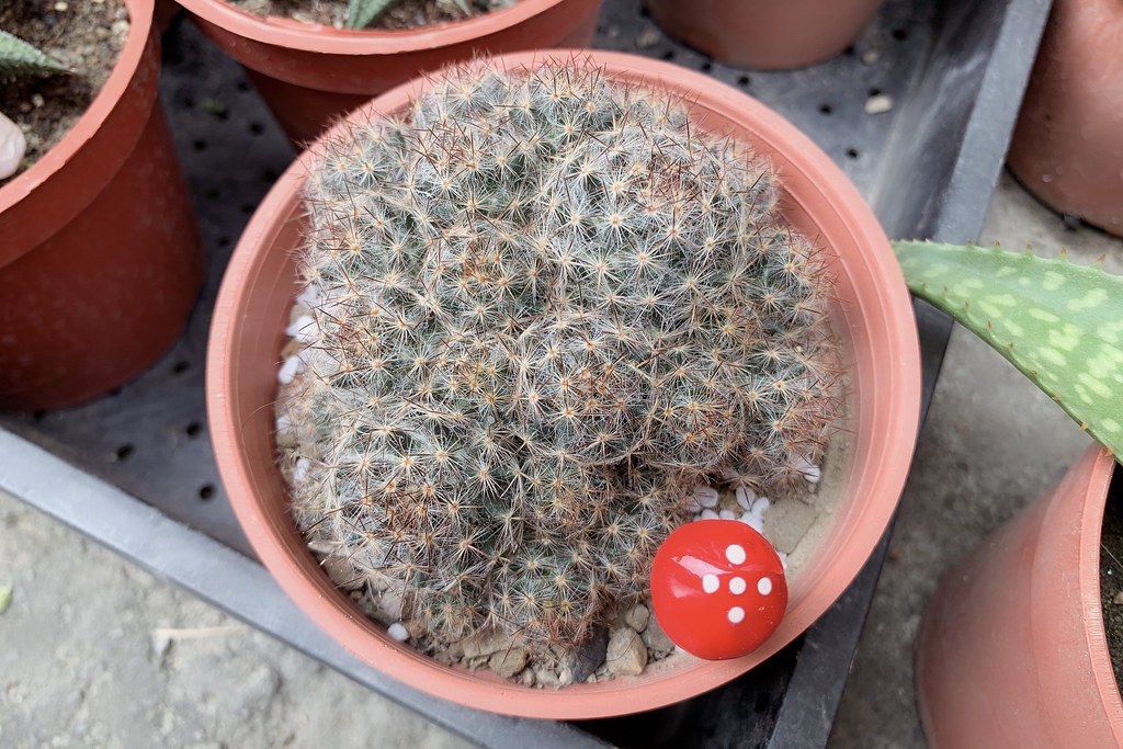 田尾農村仙人掌園｜巨型仙人掌IG打卡熱門景點，50年大鳳龍營造可愛的沙漠風情 @飛天璇的口袋