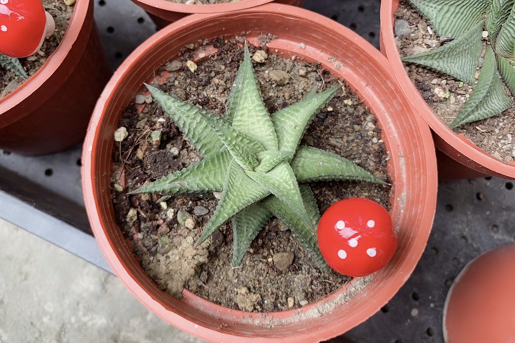 田尾農村仙人掌園｜巨型仙人掌IG打卡熱門景點，50年大鳳龍營造可愛的沙漠風情 @飛天璇的口袋