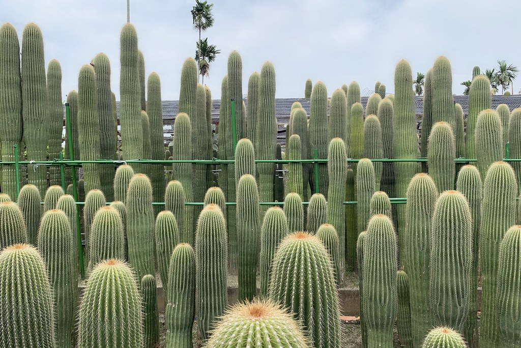 田尾農村仙人掌園｜巨型仙人掌IG打卡熱門景點，50年大鳳龍營造可愛的沙漠風情 @飛天璇的口袋