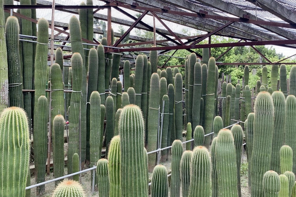 田尾農村仙人掌園｜巨型仙人掌IG打卡熱門景點，50年大鳳龍營造可愛的沙漠風情 @飛天璇的口袋