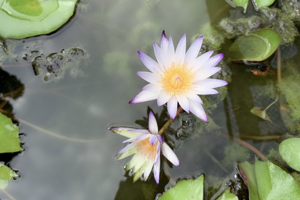 田尾農村仙人掌園｜巨型仙人掌IG打卡熱門景點，50年大鳳龍營造可愛的沙漠風情 @飛天璇的口袋
