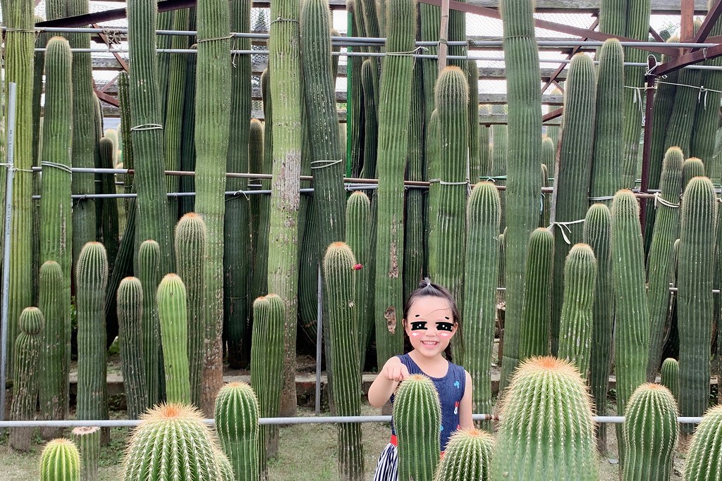田尾農村仙人掌園｜巨型仙人掌IG打卡熱門景點，50年大鳳龍營造可愛的沙漠風情 @飛天璇的口袋