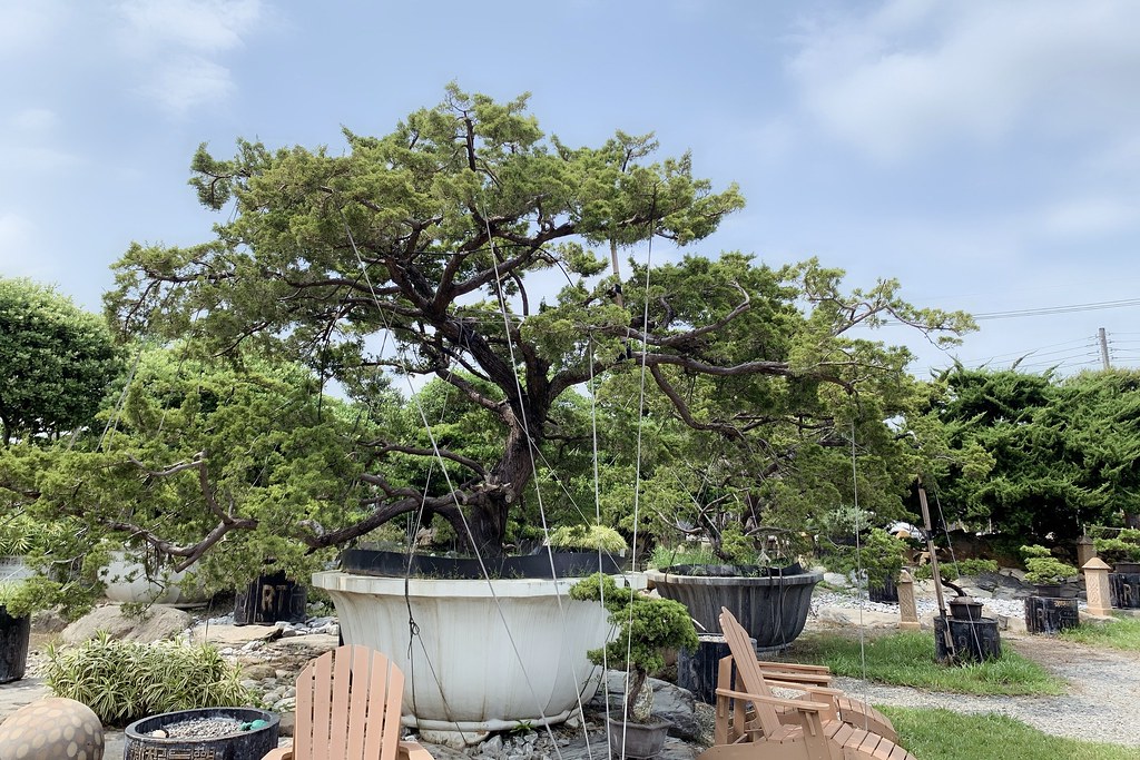 酉 Succulent & Artwork┃彰化田尾：超美塊根植物專賣店，IG網美熱門打卡景點 @飛天璇的口袋