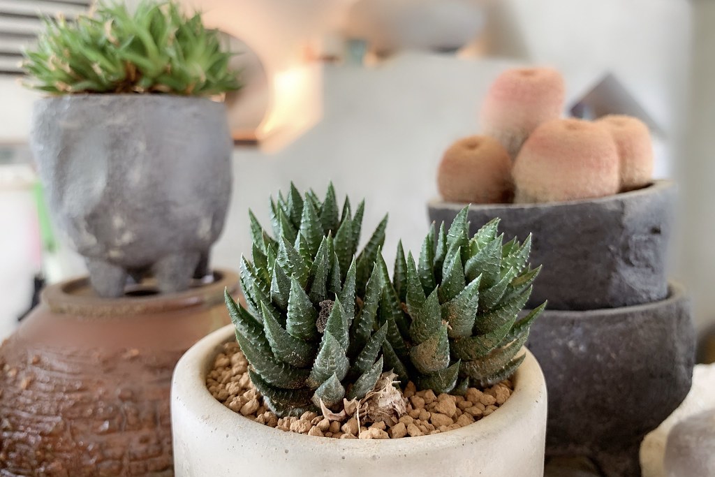 酉 Succulent & Artwork┃彰化田尾：超美塊根植物專賣店，IG網美熱門打卡景點 @飛天璇的口袋