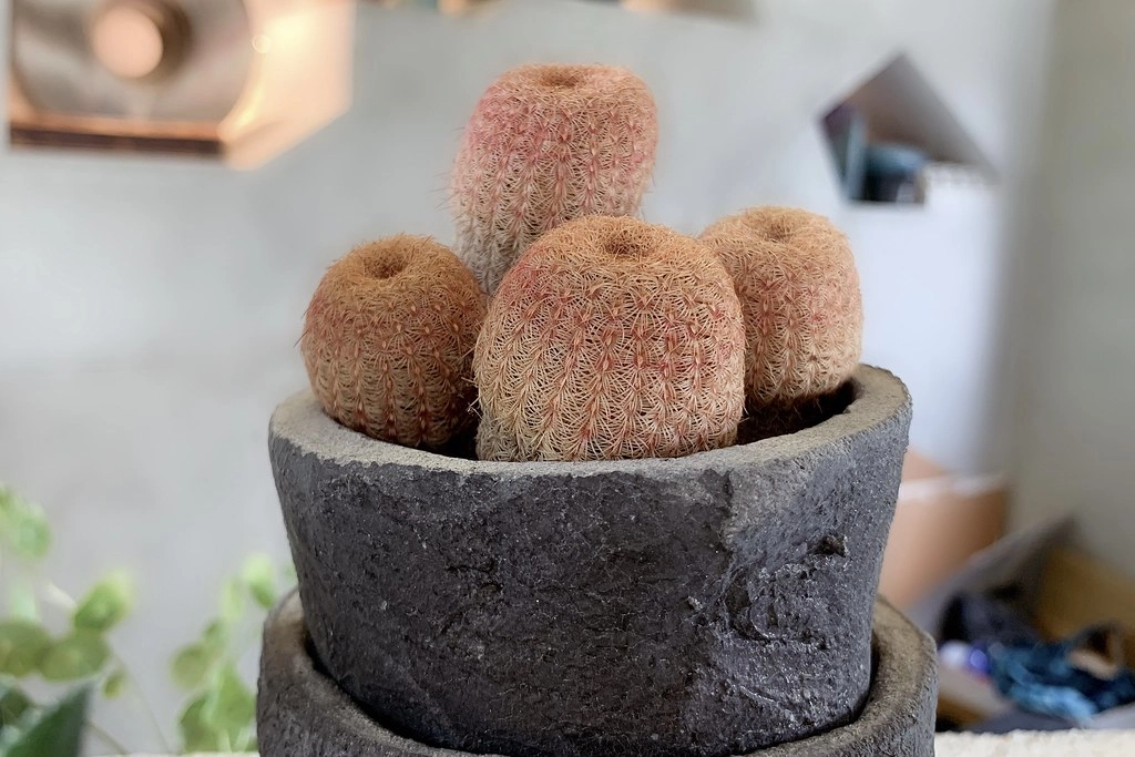 酉 Succulent & Artwork┃彰化田尾：超美塊根植物專賣店，IG網美熱門打卡景點 @飛天璇的口袋