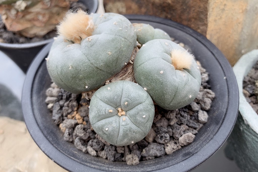 酉 Succulent & Artwork┃彰化田尾：超美塊根植物專賣店，IG網美熱門打卡景點 @飛天璇的口袋