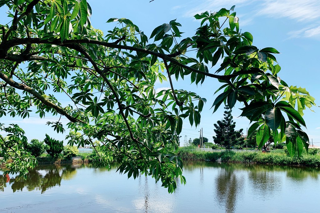 鹽鄉古早味風味餐廳｜Google評價4.2顆星鹽鄉，在地風味料理道道都好吃 @飛天璇的口袋