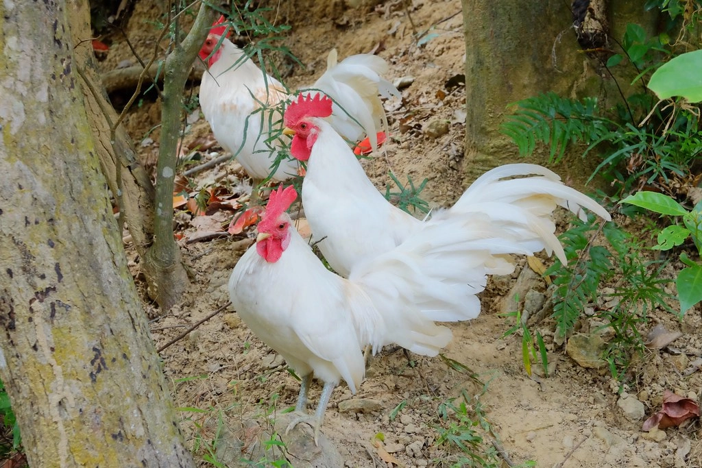 貝岩居農場｜隱身於山林間的窯烤麵包，還有露營場地和生態教學導覽 @飛天璇的口袋