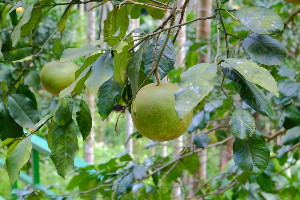 貝岩居農場｜隱身於山林間的窯烤麵包，還有露營場地和生態教學導覽 @飛天璇的口袋