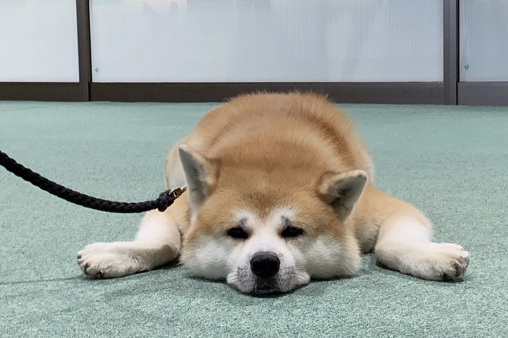 日本秋田｜秋田大館一日遊．秋田犬的故鄉-大館，小坂鉄道、秋田犬の里、秋田比内や大館本店 @飛天璇的口袋