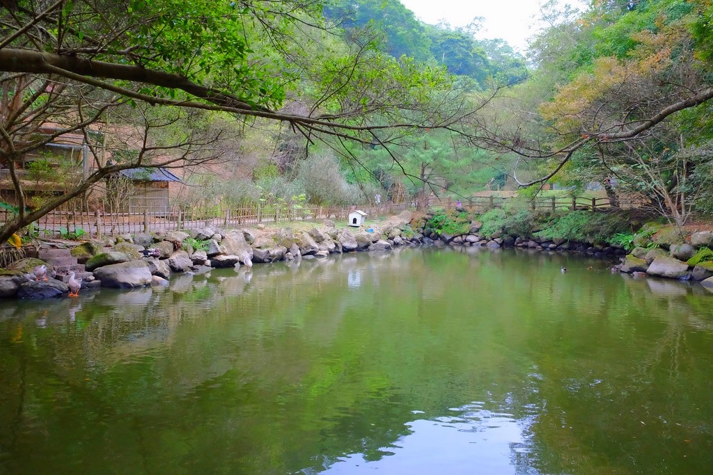 苗栗三義｜綠葉方舟，隱身於山林裡的森林系餐廳，大片草池湖畔美景超療癒 @飛天璇的口袋