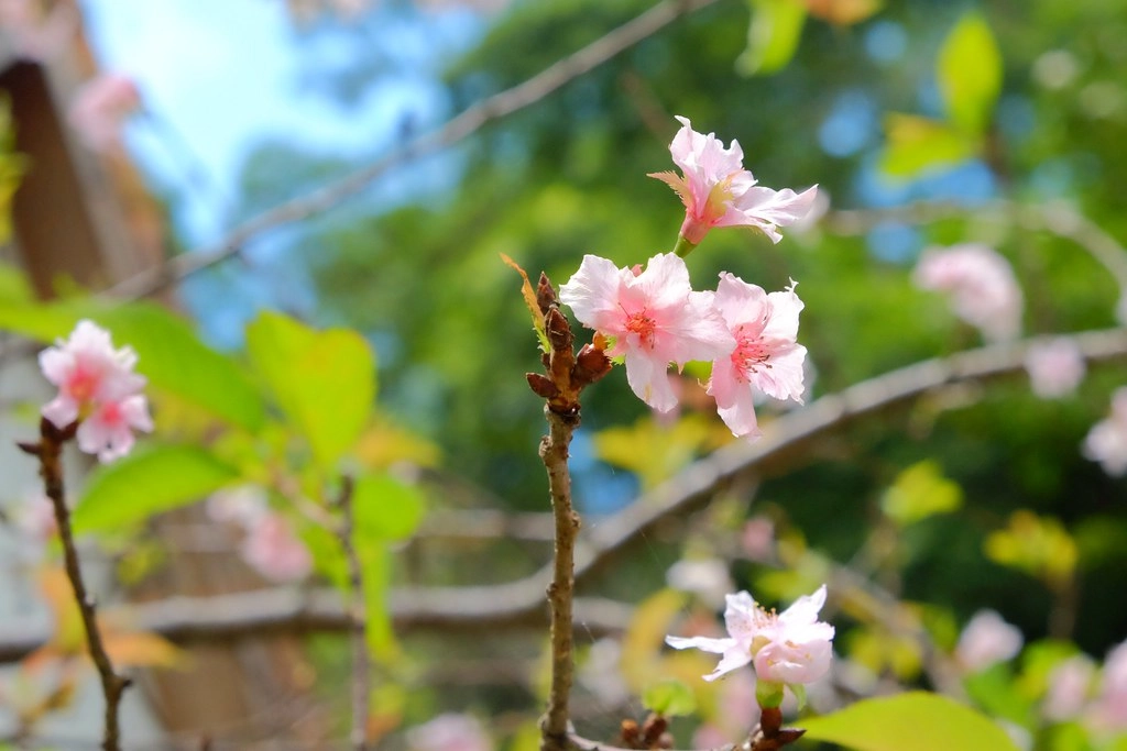 苗栗三義｜綠葉方舟，隱身於山林裡的森林系餐廳，大片草池湖畔美景超療癒 @飛天璇的口袋
