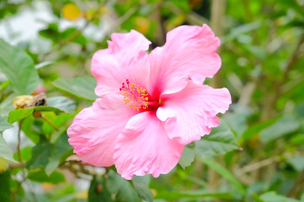 苗栗三義｜綠葉方舟，隱身於山林裡的森林系餐廳，大片草池湖畔美景超療癒 @飛天璇的口袋