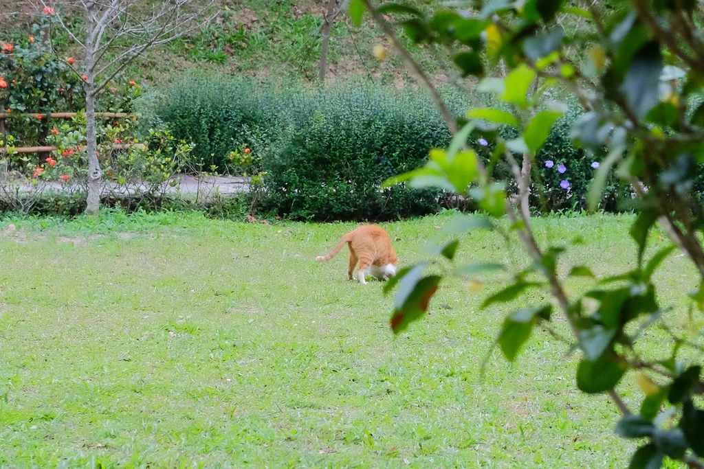 苗栗三義｜綠葉方舟，隱身於山林裡的森林系餐廳，大片草池湖畔美景超療癒 @飛天璇的口袋